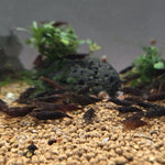 Live Freshwater Aquarium Chocolate Shrimp Neocaridina 10/$30, 20/$50 (FS-016)