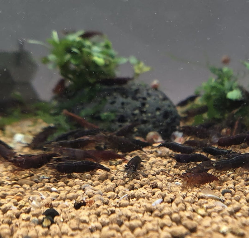Live Freshwater Aquarium Chocolate Shrimp Neocaridina 10/$25, 20/$40 (FS-016)