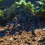 Live Freshwater Aquarium Fancy Premium High Grade Blue Diamond/Ocean Blue Shrimp Dark Dark Blue 10/$30, 20/$50 (Neocaridina sp.)(FS-012)