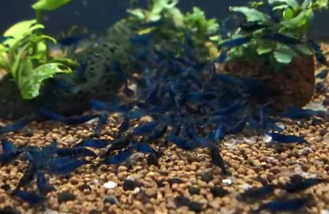 Live Freshwater Aquarium Fancy Premium High Grade Blue Diamond/Ocean Blue Shrimp Dark Dark Blue 10/$30, 20/$50 (Neocaridina sp.)(FS-012)