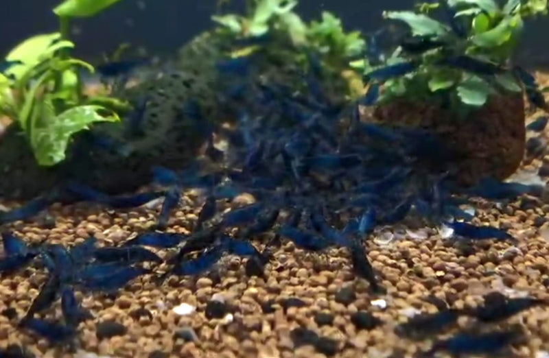 Live Freshwater Aquarium Fancy Premium High Grade Blue Diamond/Ocean Blue Shrimp Dark Dark Blue 10/$25, 20/$40 (Neocaridina sp.)(FS-012)
