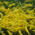 Live Freshwater Aquarium Best Quality Golden Back Yellow Stripe Shrimp 10/$30, 20/$50 (Neocaridina sp.)(FS-019)