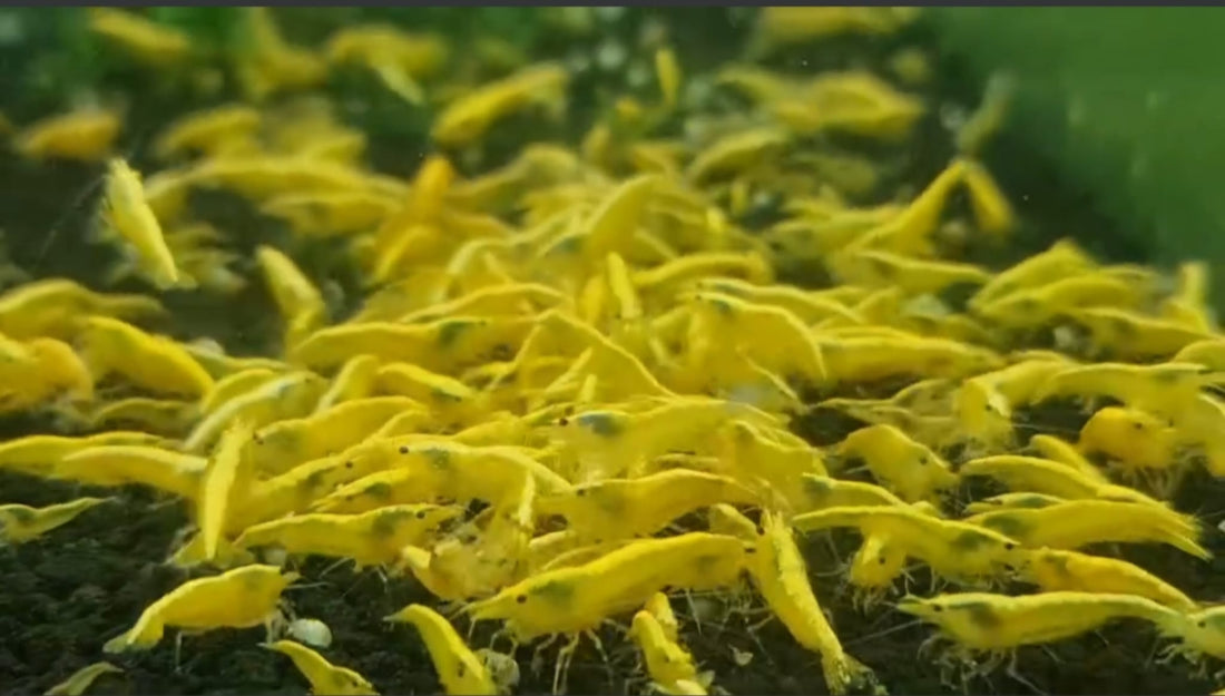 Live Freshwater Aquarium Best Quality Golden Back Yellow Stripe Shrimp 10/$30, 20/$50 (Neocaridina sp.)(FS-019)