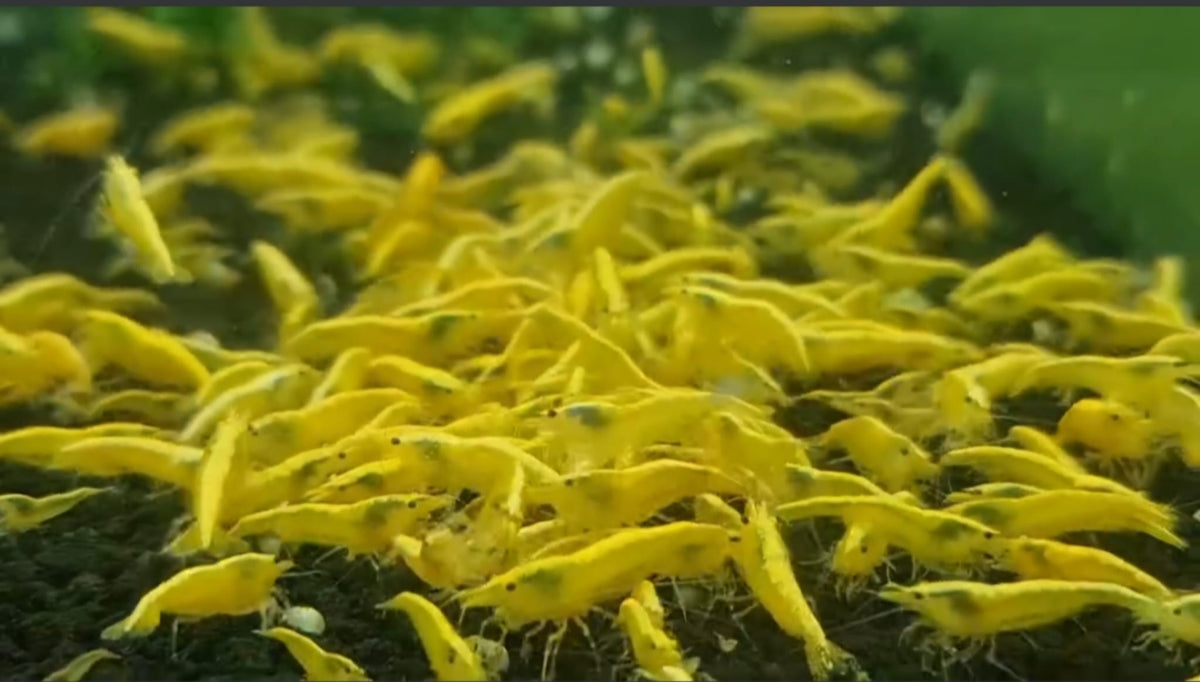 Live Freshwater Aquarium Best Quality Golden Back Yellow Stripe Shrimp 10/$30, 20/$50 (Neocaridina sp.)(FS-019)