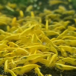 Live Freshwater Aquarium Best Quality Golden Back Yellow Stripe Shrimp 10/$30, 20/$50 (Neocaridina sp.)(FS-019)