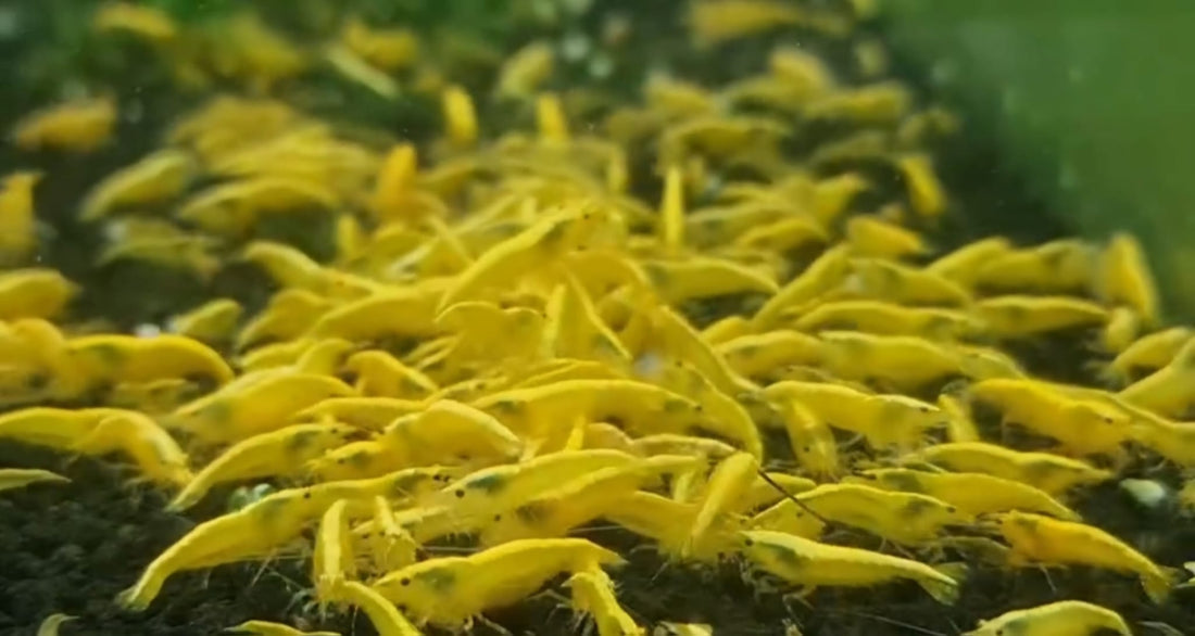 Live Freshwater Aquarium Best Quality Golden Back Yellow Stripe Shrimp 10/$30, 20/$50 (Neocaridina sp.)(FS-019)