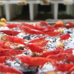 Live Freshwater Aquarium Premium Cherry Red Shrimp 10/$30, 20/$50 (Neocaridina sp.)(FS-015)