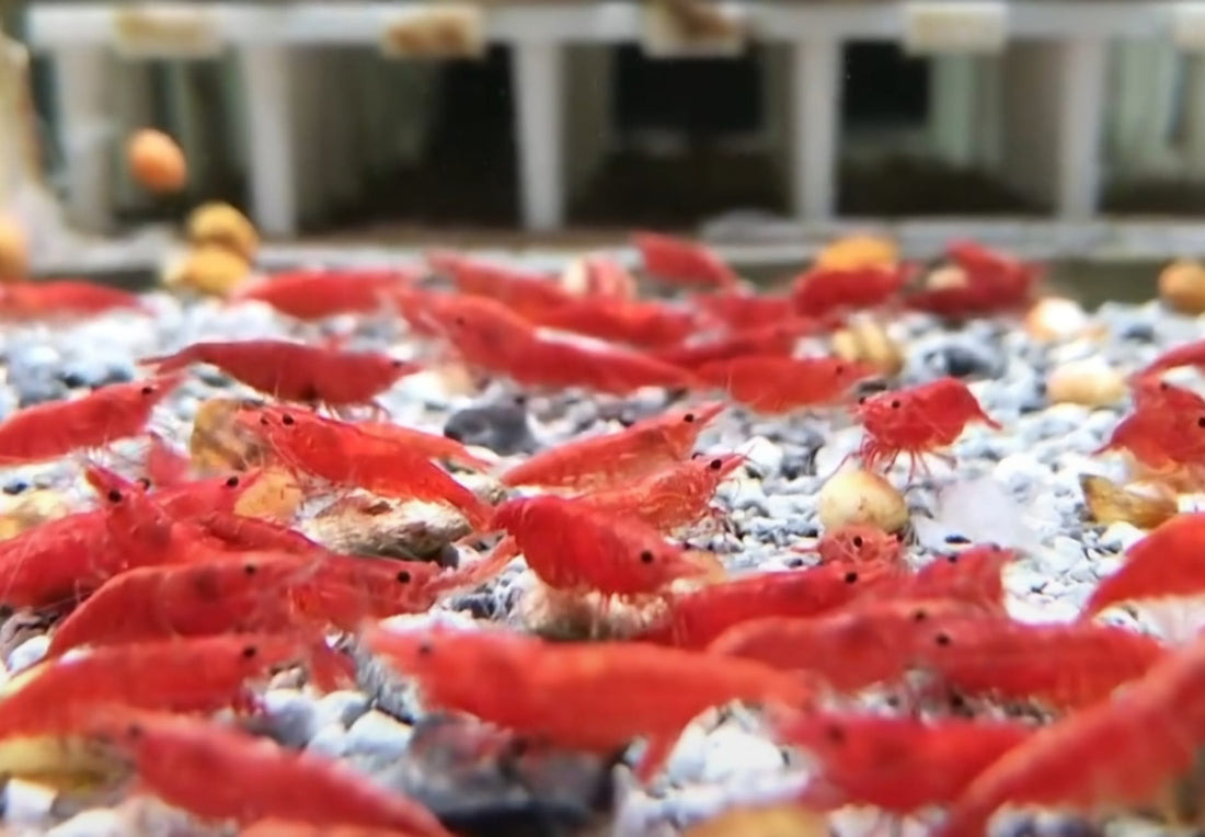 Live Freshwater Aquarium Premium Cherry Red Shrimp 10/$30, 20/$50 (Neocaridina sp.)(FS-015)