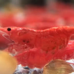 Live Freshwater Aquarium Premium Cherry Red Shrimp 10/$30, 20/$50 (Neocaridina sp.)(FS-015)