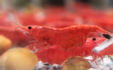 Live Freshwater Aquarium Premium Cherry Red Shrimp 10/$30, 20/$50 (Neocaridina sp.)(FS-015)