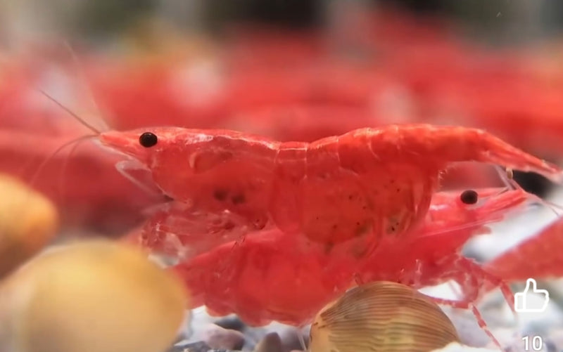 Live Freshwater Aquarium Premium Cherry Red Shrimp 10/$25, 20/$40 (Neocaridina sp.)(FS-015)