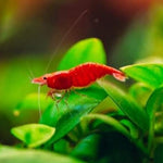 Live Freshwater Aquarium Premium Cherry Red Shrimp 10/$30, 20/$50 (Neocaridina sp.)(FS-015)