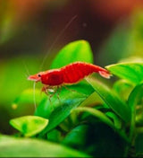 Live Freshwater Aquarium Premium Cherry Red Shrimp 10/$30, 20/$50 (Neocaridina sp.)(FS-015)