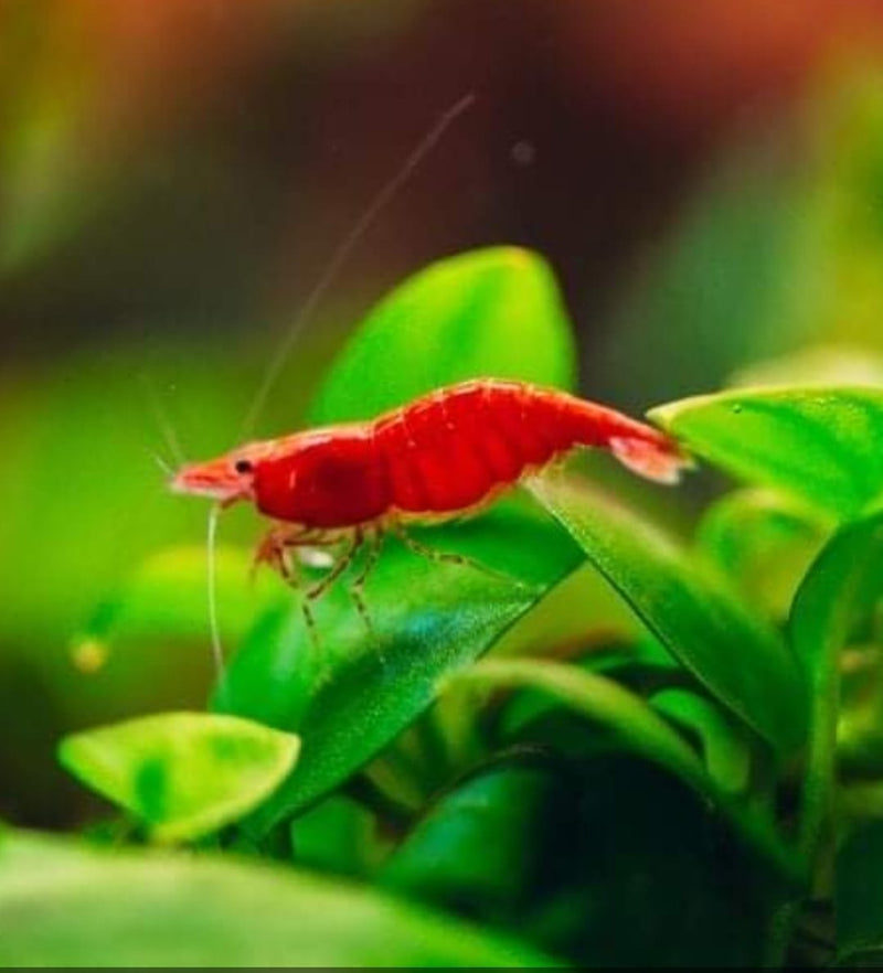 Live Freshwater Aquarium Premium Cherry Red Shrimp 10/$25, 20/$40 (Neocaridina sp.)(FS-015)