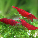 Live Freshwater Aquarium Fancy Bloody Mary Shrimp Premium Quality 10/$30, 20/$50 (Neocaridina sp.)(FS-010)