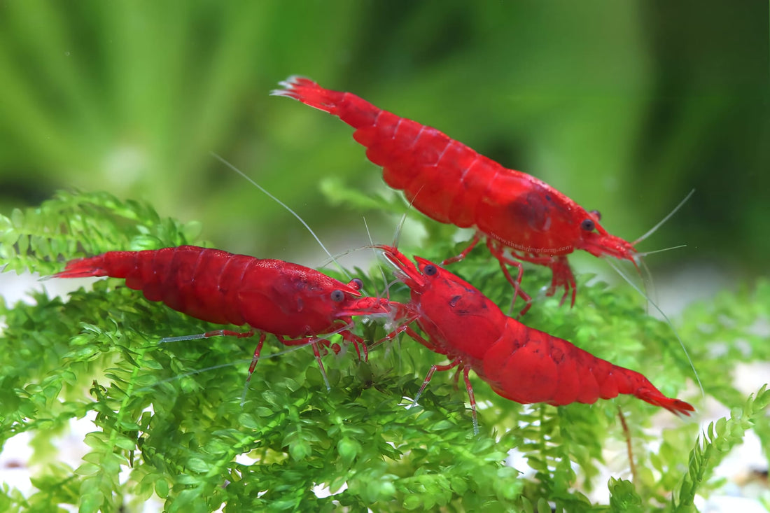 Live Freshwater Aquarium Fancy Bloody Mary Shrimp Premium Quality 10/$30, 20/$50 (Neocaridina sp.)(FS-010)