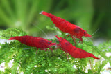 Live Freshwater Aquarium Fancy Bloody Mary Shrimp Premium Quality 10/$30, 20/$50 (Neocaridina sp.)(FS-010)