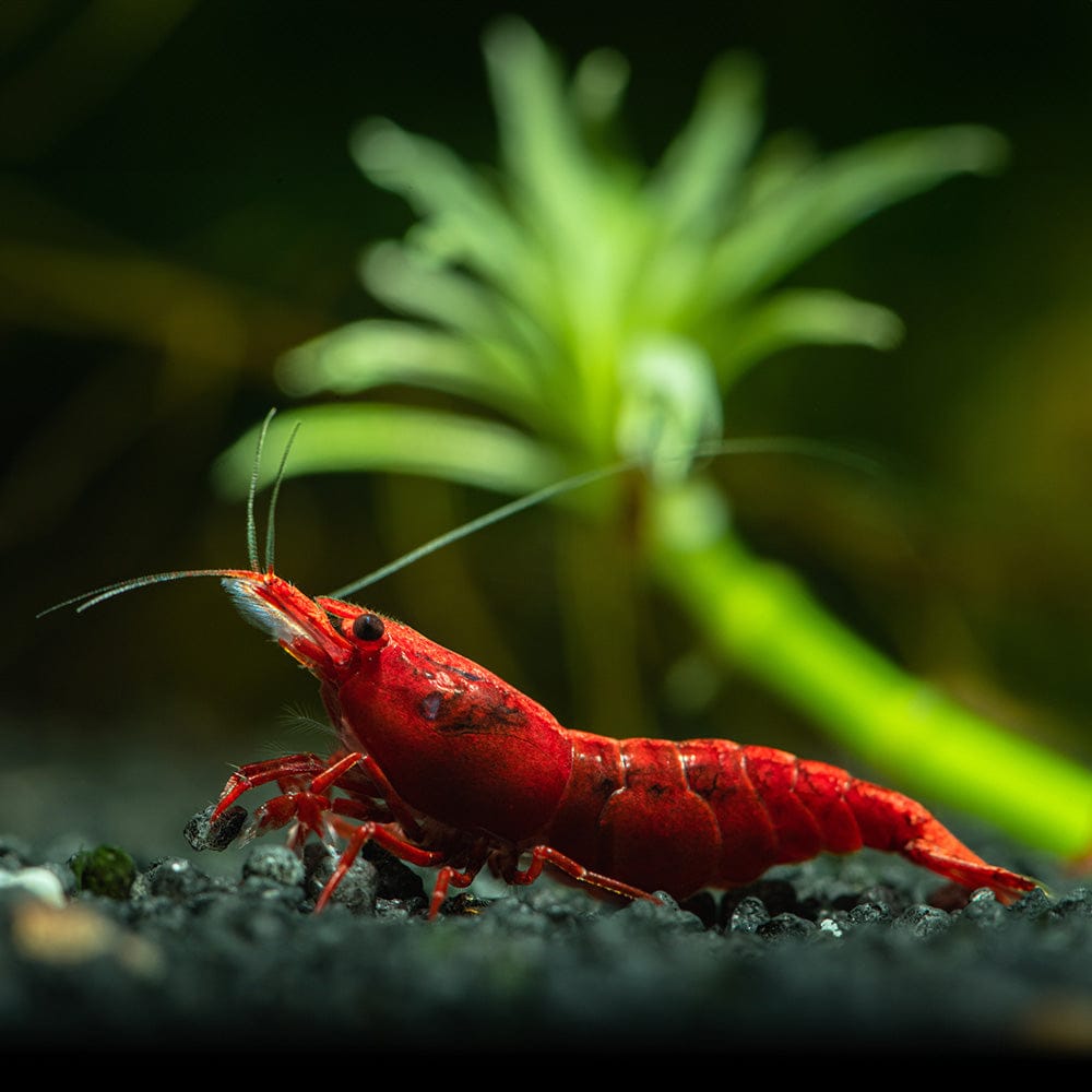 Live Freshwater Aquarium High Quality Painted Fire Red Shrimp 10/$30, 20/$50 (Neocaridina sp.)(FS-023)
