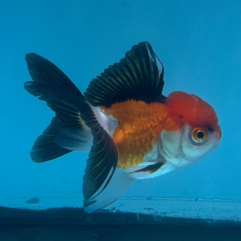 Thai Tri-Color Oranda 2'' Body Female (CK-029) R3A14