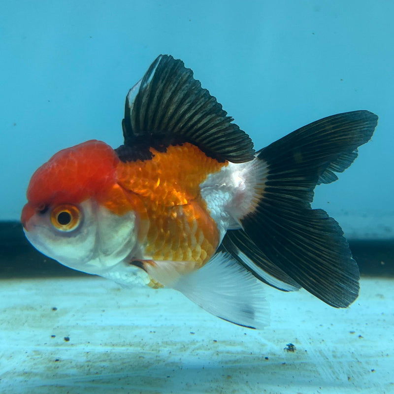 Thai Tri-Color Oranda 2'' Body Female (CK-029) R3A14