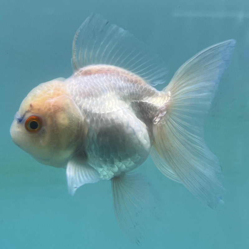 Thai Lemon Head White Oranda 2.5'' Body Female (CK-030) R3A14