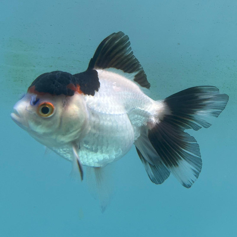 Thai Panda Oranda 2.5'' Body Female (CK-033) R3A13