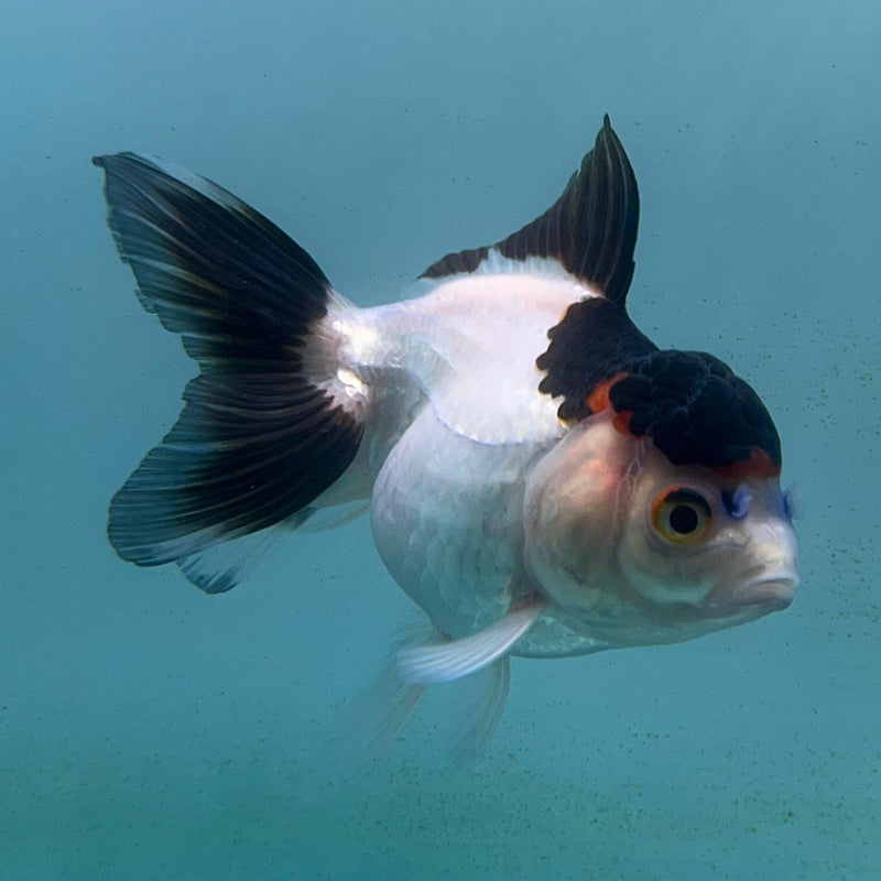 Thai Panda Oranda 2.5'' Body Female (CK-033) R3A13