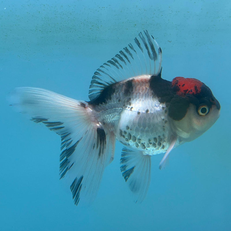 Thai Tri-Color Oranda 2.5''Body Female (CK-035) R3A13