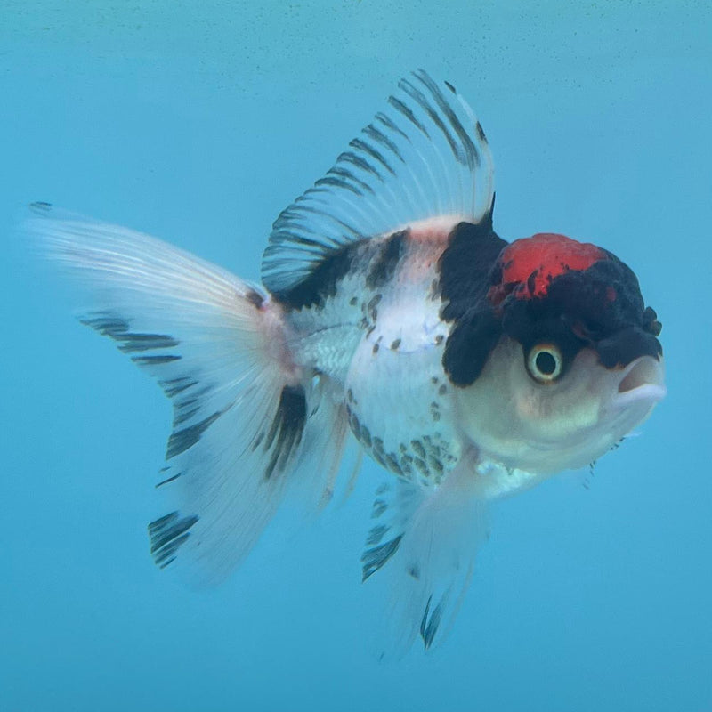 Thai Tri-Color Oranda 2.5''Body Female (CK-035) R3A13