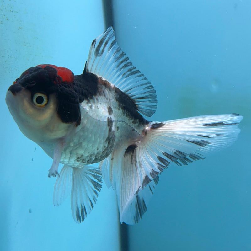 Thai Tri-Color Oranda 2.5''Body Female (CK-035) R3A13