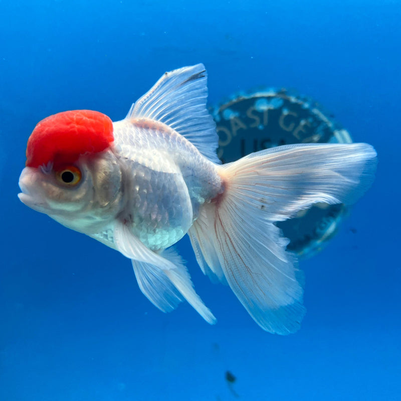 Thai Red Cap Oranda  2.5'' Body Male (CK-021) R3A16