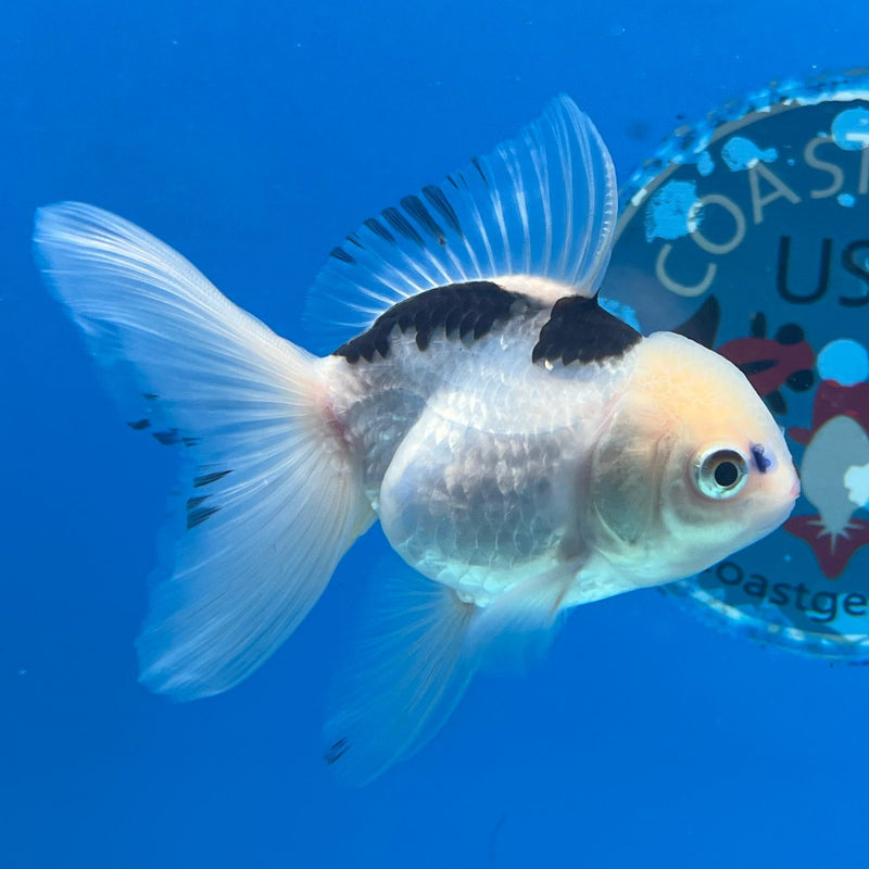 Thai Panda Oranda 2.5'' Body Female (CK-026) R3A15