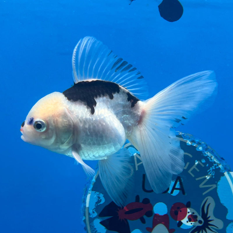 Thai Panda Oranda 2.5'' Body Female (CK-026) R3A15