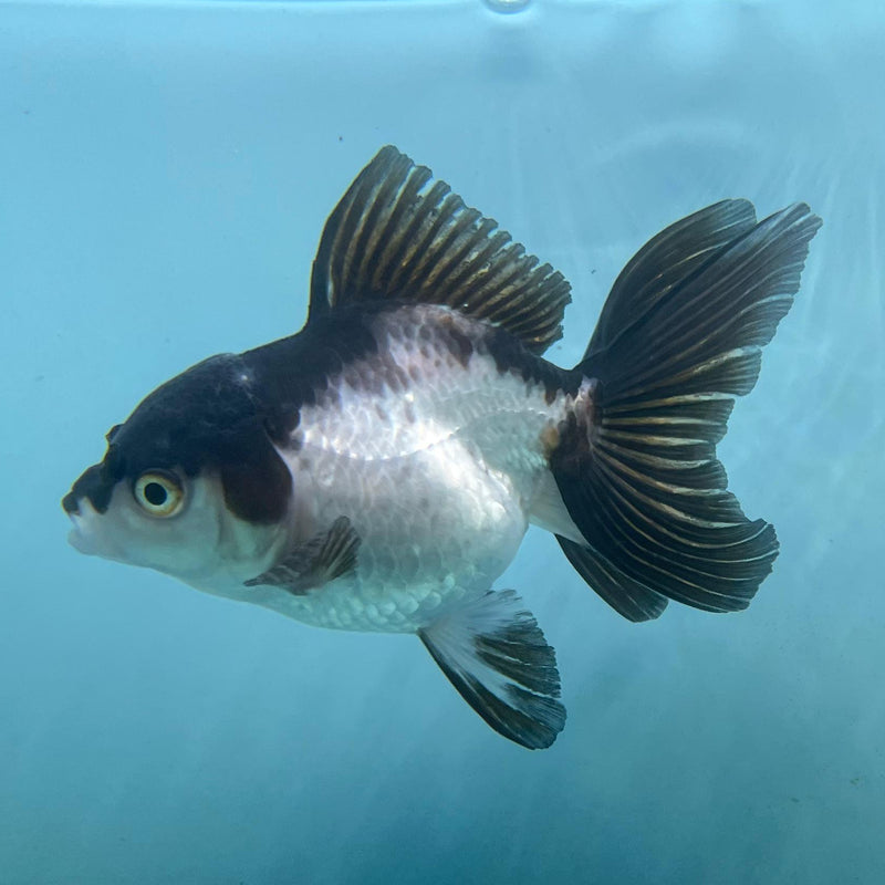 Thai Panda Oranda 2.5'' Body Female (CK-027) R3A15