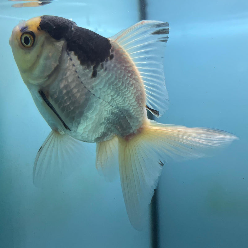 Thai Panda Oranda 2.5'' Body Male (CK-028) R3A14