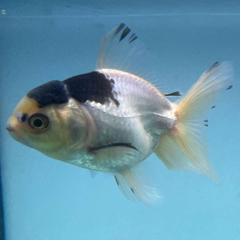Thai Panda Oranda 2.5'' Body Male (CK-028) R3A14