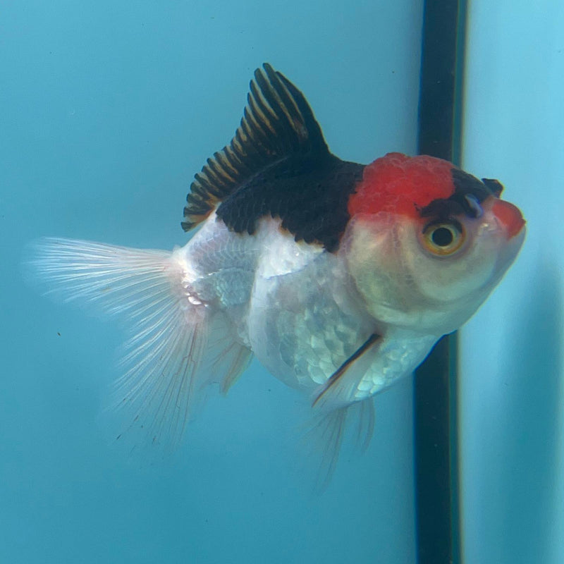 Thai Tri-Color  Oranda 2.5'' Body  Female (CK-036) R3A12