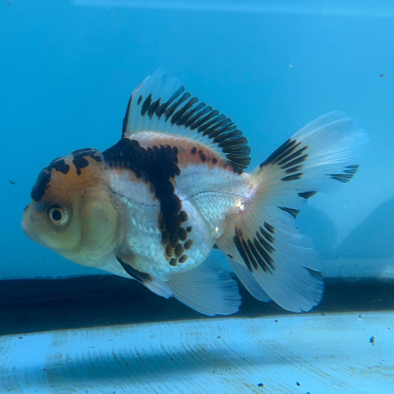 Thai Tri-Color Oranda 3'' Body Male (CK-039) R3A12