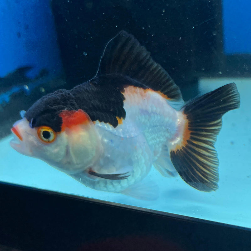 Thai Tri-Color Oranda 3'' Body Female (CK-042) R3A11