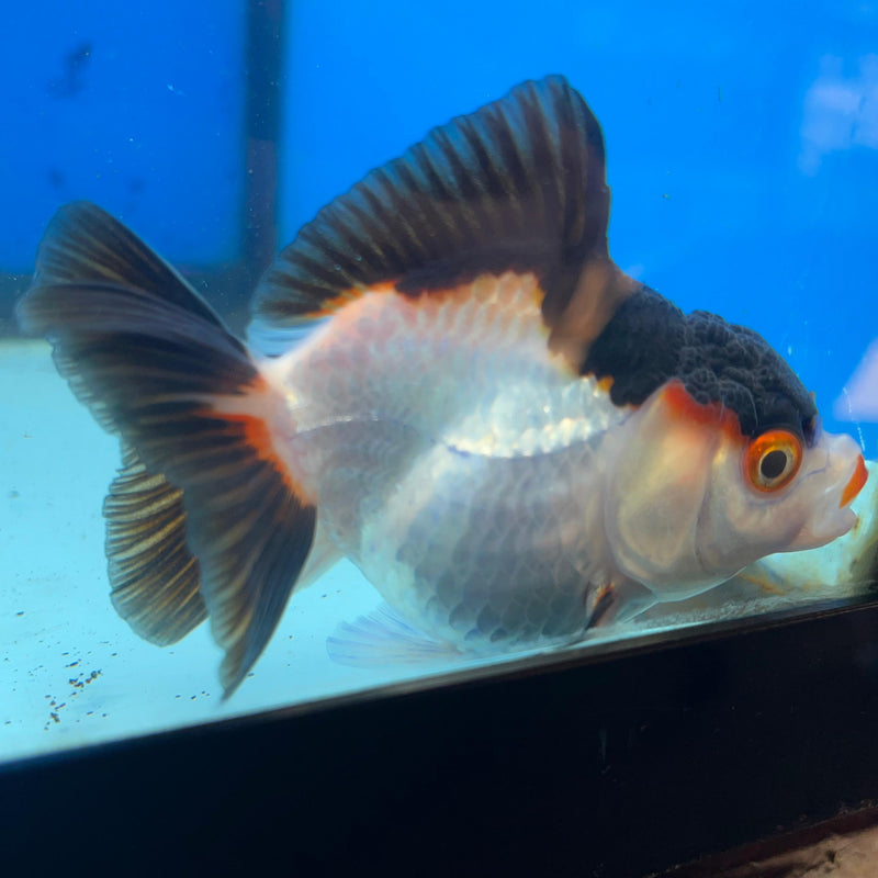 Thai Tri-Color Oranda 3'' Body Female (CK-042) R3A11
