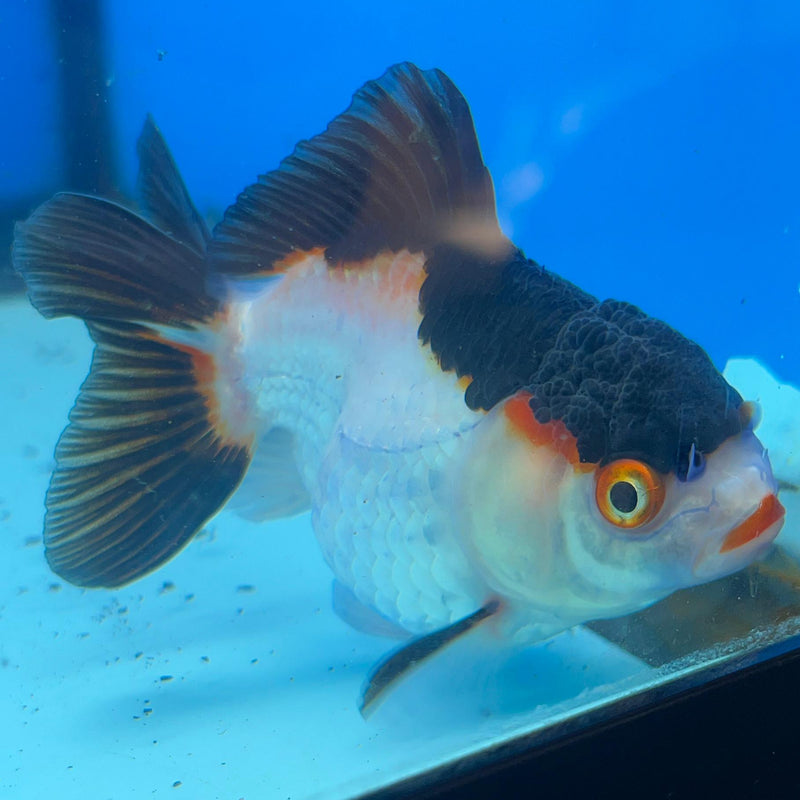 Thai Tri-Color Oranda 3'' Body Female (CK-042) R3A11