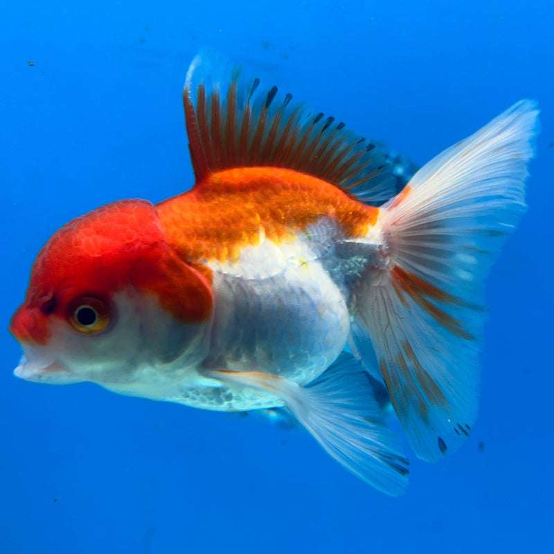 Thai Red/White Oranda 2.5'' Body Female (CK-044) R3A10
