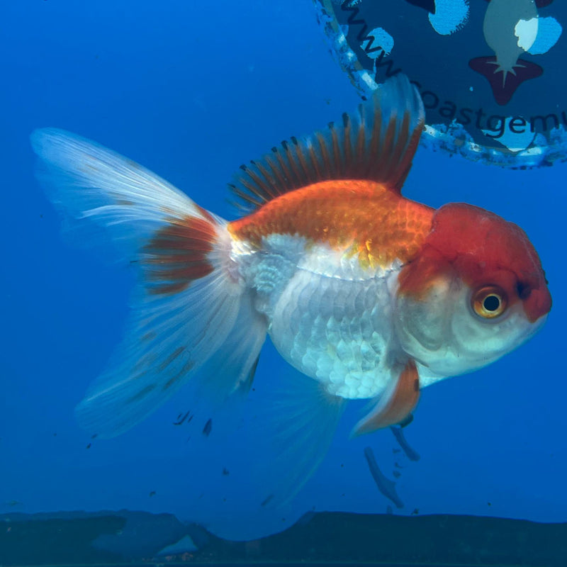 Thai Red/White Oranda 2.5'' Body Female (CK-044) R3A10