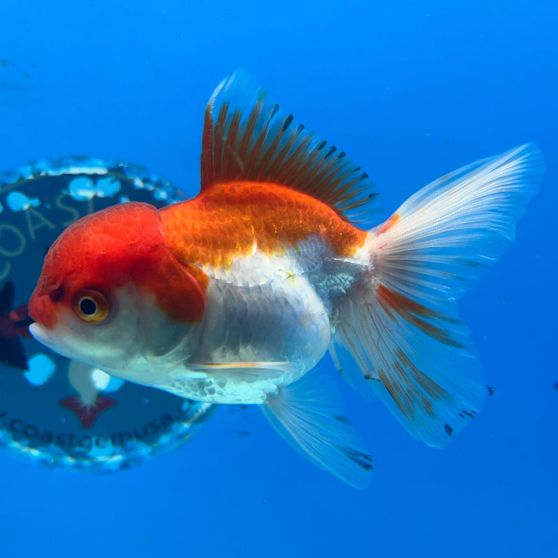 Thai Red/White Oranda 2.5'' Body Female (CK-044) R3A10