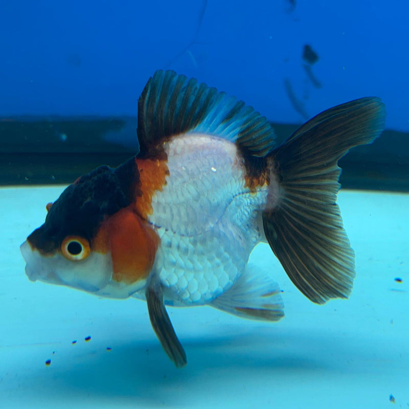 Thai Tri-Color Oranda 2'' Body Female (CK-045) R3A10