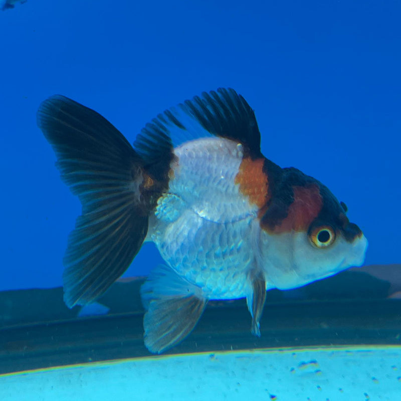 Thai Tri-Color Oranda 2'' Body Female (CK-045) R3A10