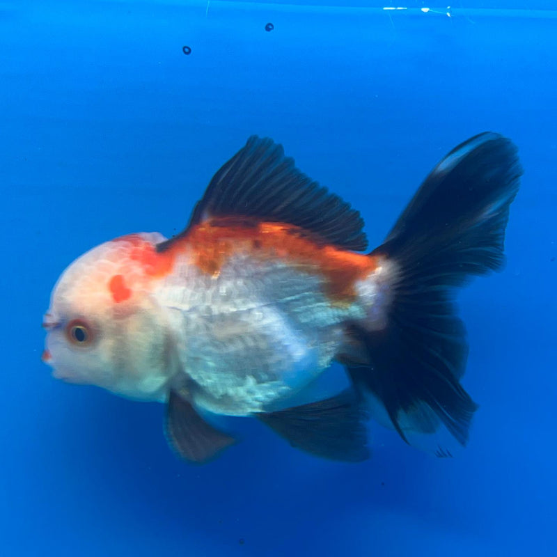 Thai Tri-Color Oranda 2.5'' Body Male (CK-046) R3A10