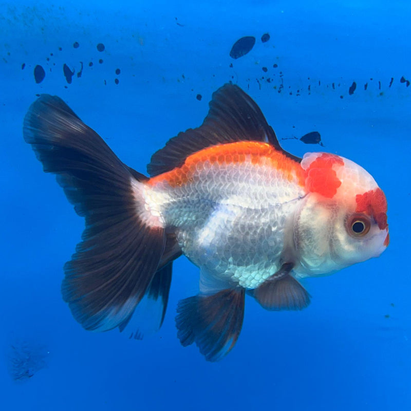 Thai Tri-Color Oranda 2.5'' Body Male (CK-046) R3A10