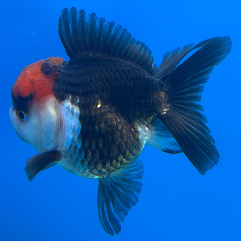 Thai Tri-Color Oranda 2.00in Body Male (CK-048) R3A09