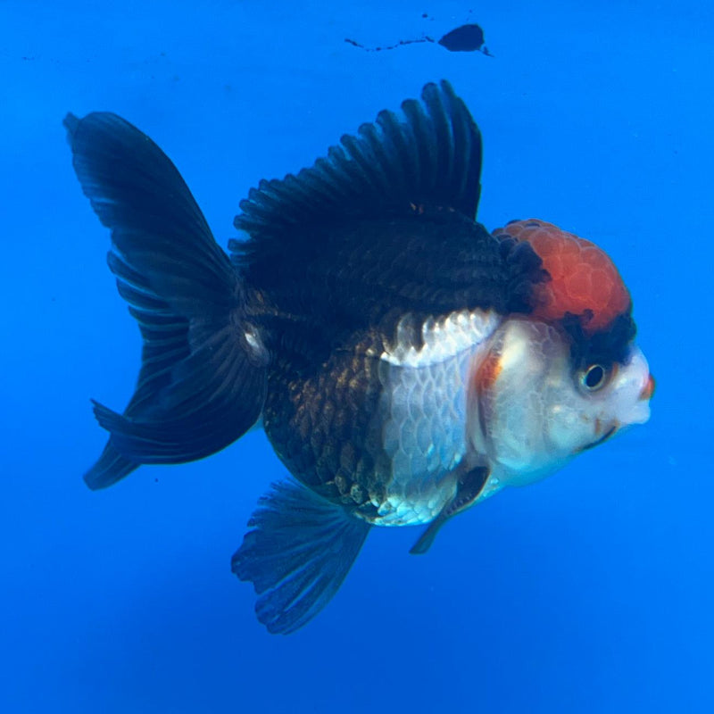 Thai Tri-Color Oranda 2.00in Body Male (CK-048) R3A09